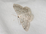 2300   Scopula incanata  004.jpg