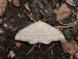 2300   Scopula incanata  061.jpg