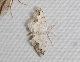 2297   Scopula decorata  065.jpg