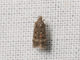 0977  Bryotropha affinis  001.jpg