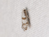 0403   Scythropia crataegella  008.jpg