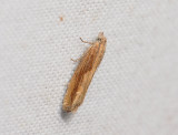 1473   Eucosma obumbratana  065.jpg