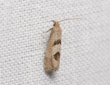 1502   Epiblema junctana  079.jpg
