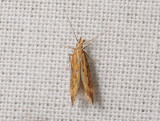 0937 Metzneria metzneriella 116.jpg