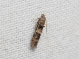 0904   Sorhagenia sp.  147.jpg