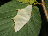 2216   Ourapteryx sambucaria  266.jpg