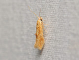 0879   Mompha ochraceella  058.jpg