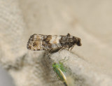1417   Piniphila bifasciana  092.jpg