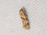 1216   Aethes kindermanniana  132.jpg