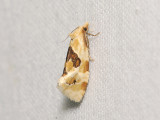 1215   Aethes rubigana  005.jpg