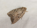 2825   Parastichtis ypsillon  048.jpg