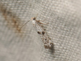 0424   Paraswammerdamia conspersella  193.jpg
