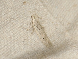 0962 Monochroa niphognatha 038.jpg