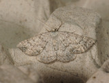 2259   Gnophos obfuscata  012.jpg