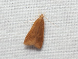 1122   Helcystogramma rufescens  004.jpg