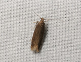 0953 Monochroa lutulentella 041.jpg