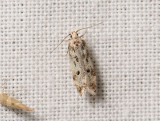 1025 Chinodes electella 046.jpg