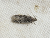 1010   Gelechia nigra  018.jpg