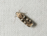 1012 Gelechia sestertiella 023.jpg