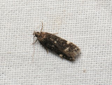 1032 Neofriseria peliella 041.jpg