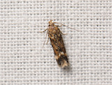 1072 Caryocolum fraternella 018.jpg