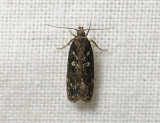 1006 Gelechia sororculella 024.jpg