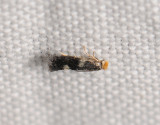 0103   Ectoedemia weaveri  037.jpg