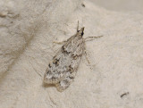 1790   Scoparia ancipitella  109.jpg