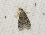 1800   Eudonia truncicolella  111.jpg