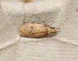 0572   Agonopterix angelicella  117.jpg