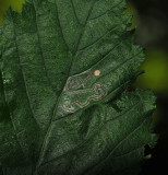 sep2010  057.jpg