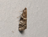 1762   Assara terebrella  149.jpg