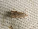 0958   Monochroa arundinetella  173.jpg