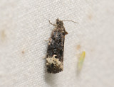 1374   Apotomis sauciana  058.jpg