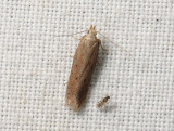 1036 Athrips pruinosella 097.jpg