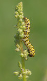 2695   Shargacucullia lychnitis  278.jpg