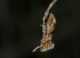 1187   Cochylimorpha alternana  003.jpg