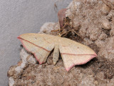 2291   Timandra comae  033.jpg