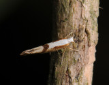 0459   Argyresthia pruniella  022.jpg