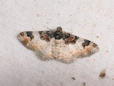 2343   Catarhoe cuculata  183.jpg