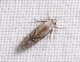 0990 Carpatolechia decorella 232.jpg