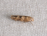0885   Mompha epilobiella  036.jpg