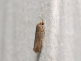 0434   Prays ruficeps  071.jpg