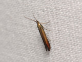 0777   Coleophora alcyonipennella  085.jpg