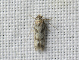 1076 Caryocolum blandulella 212.jpg