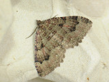 2409   Triphosa dubitata  087.jpg