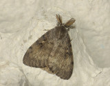 3063   Lymantria dispar  039.jpg