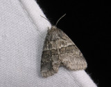 2548   Gluphisia crenata  092.jpg