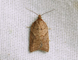 1254   Acleris shepherdana  120.jpg