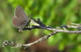 2054   Cupido minimus  144.jpg